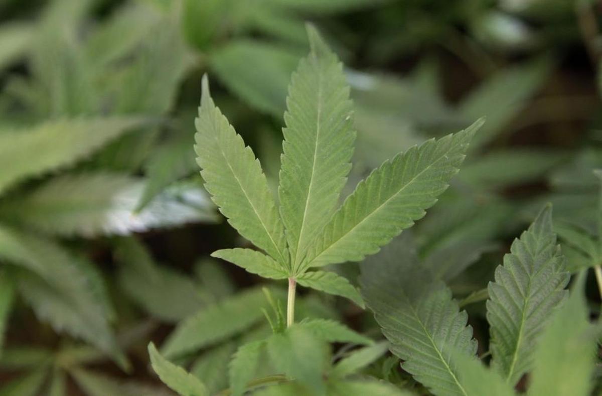 Cannabis was a $1.4 billion industry in 2017 in Washington, according to the liquor and cannabis board. The 37 percent excise tax generated nearly $318 million.