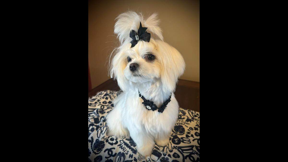 Margo is a “loving little soul,” one of her humans said.