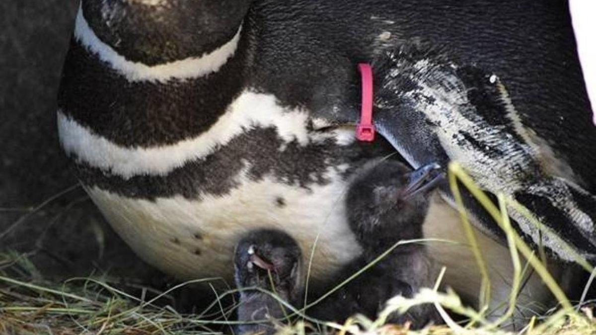 For the second time in 11 years — and the second time this week — a Magellanic penguin was born Thursday at the Point Defiance Zoo & Aquarium, zoo officials announced.