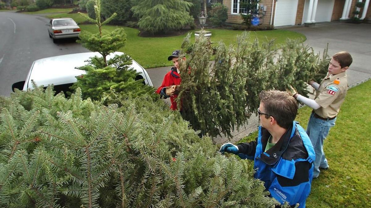 Local Boy Scout Troops 222 and 101 will collect Christmas trees for residents who live in the Lacey city limits on Saturday morning.