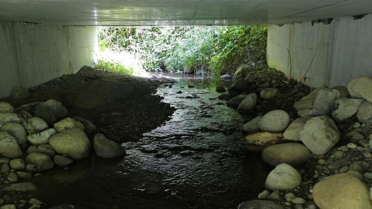 In this 2015 photo, the north fork of Newaukum Creek is shown flowing under a road near Enumclaw, where the restrictive culverts at this crossing were replaced with a wider bridge designed to let fish pass more easily along the creek. Such culvert replacements will be one of the topics at the Where’s the Water series on Streams, Salmon & Orcas put on Tuesday by the League of Women Voters.