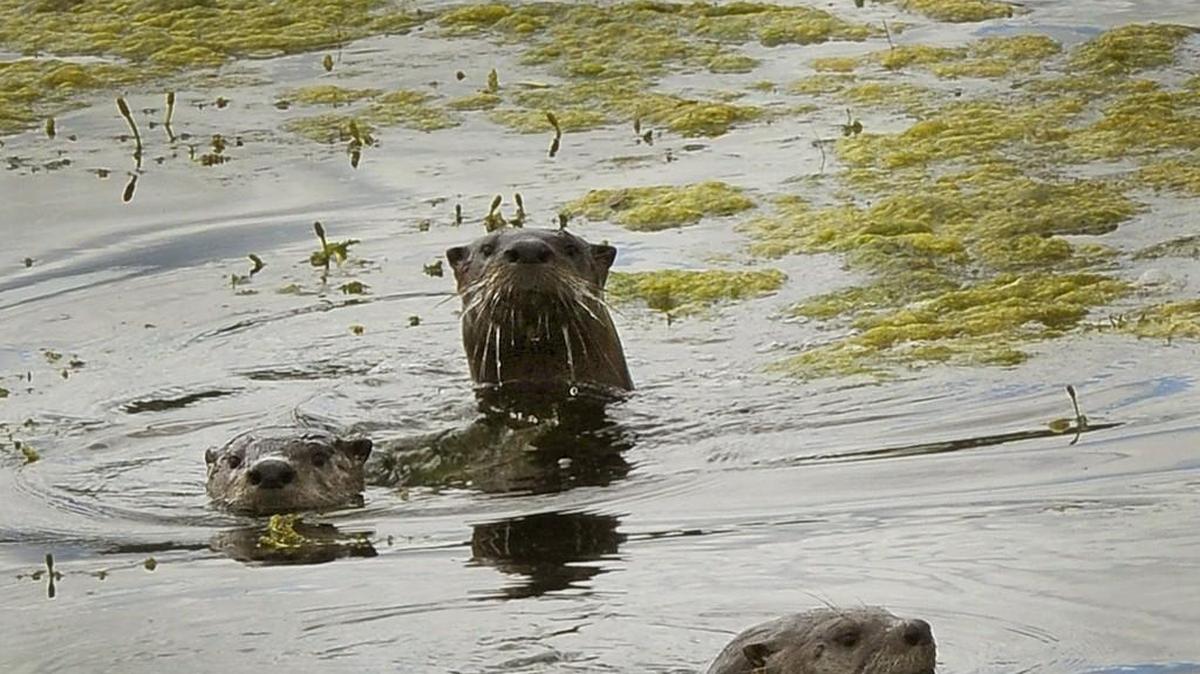 A trio of river otters pops up among the seasonal algae floating on Capitol Lake in February 2015.