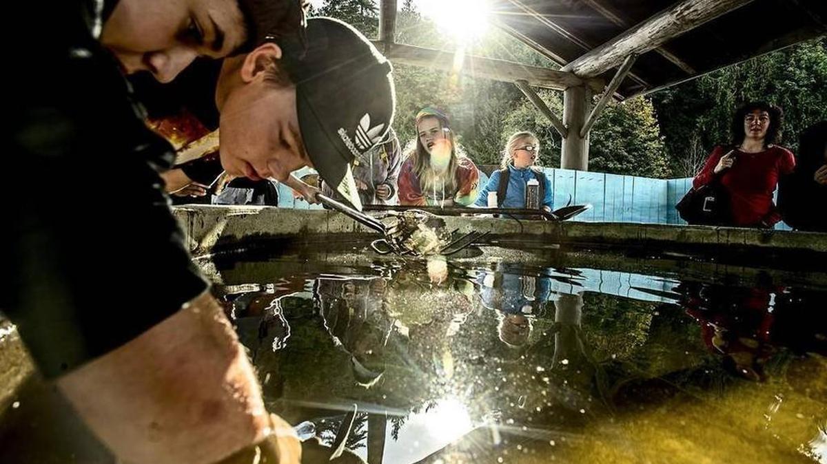 Marshall Middle School Citizen Science Institute (CSI) students get up close and personal with marine life, at one point scooping up a crab from the bottom of the tank at Camp Coleman in Sept. 2015. Learn about CSI and other optional middle school programs at upcoming information nights hosted by the Olympia School District.