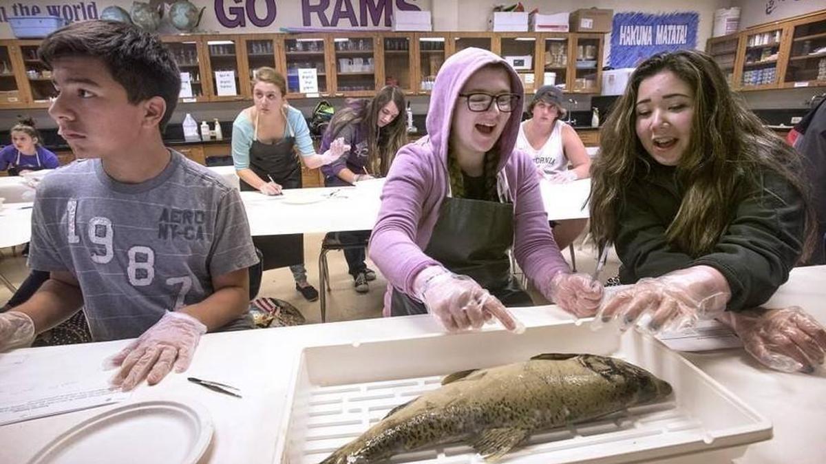 North Thurston students (from left) Joseph Meraz, Grace Morris-Ward, Alana Hall, Alison Stilt and Chloe James examine their Nisqually River hatchery chinook salmon as they prepare for dissection during Tina Hinman's biology class at North Thurston High School in Lacey on Friday, Oct. 16, 2015. The North Thurston School Board voted Tuesday night to place a four-year, nearly $163.5 million maintenance and operations levy on February's ballot.