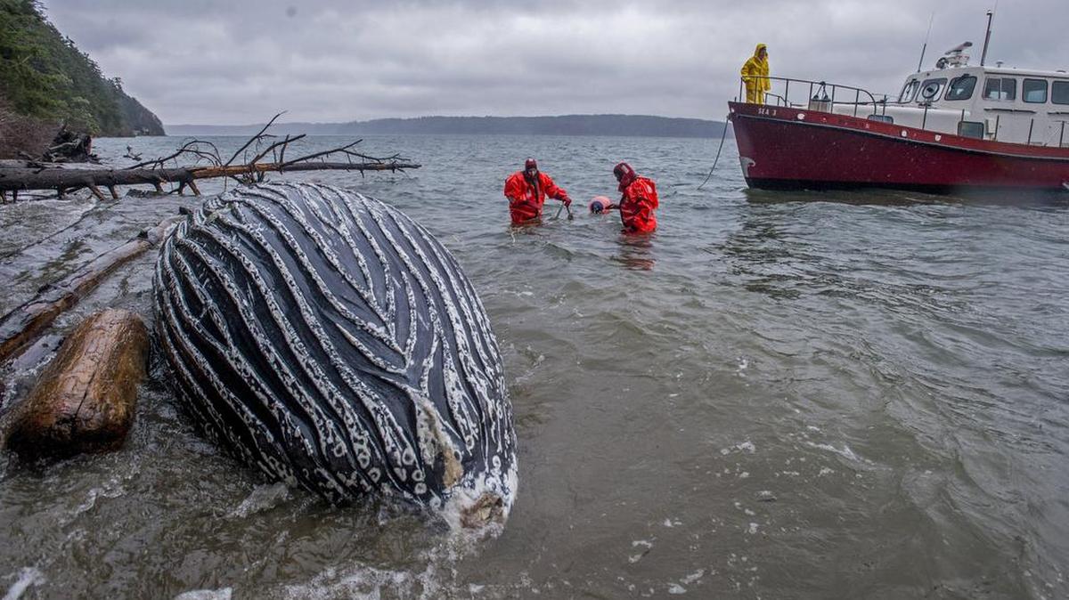 A team from Highline College’s Marine Science and Technology Center prepares Wednesday to tow a yearling humpback whale off the beach just north of Gig Harbor.