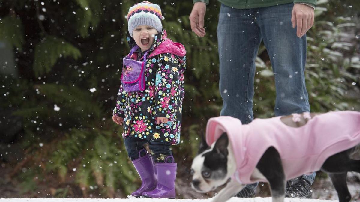 Aria Hartman, 2, lets out a laugh when passing Atari the Boston terrier as she walks with her dad, Neil Hartman of Tumwater, in the snowfall on Tumwater Hill on Sunday, Jan. 3.