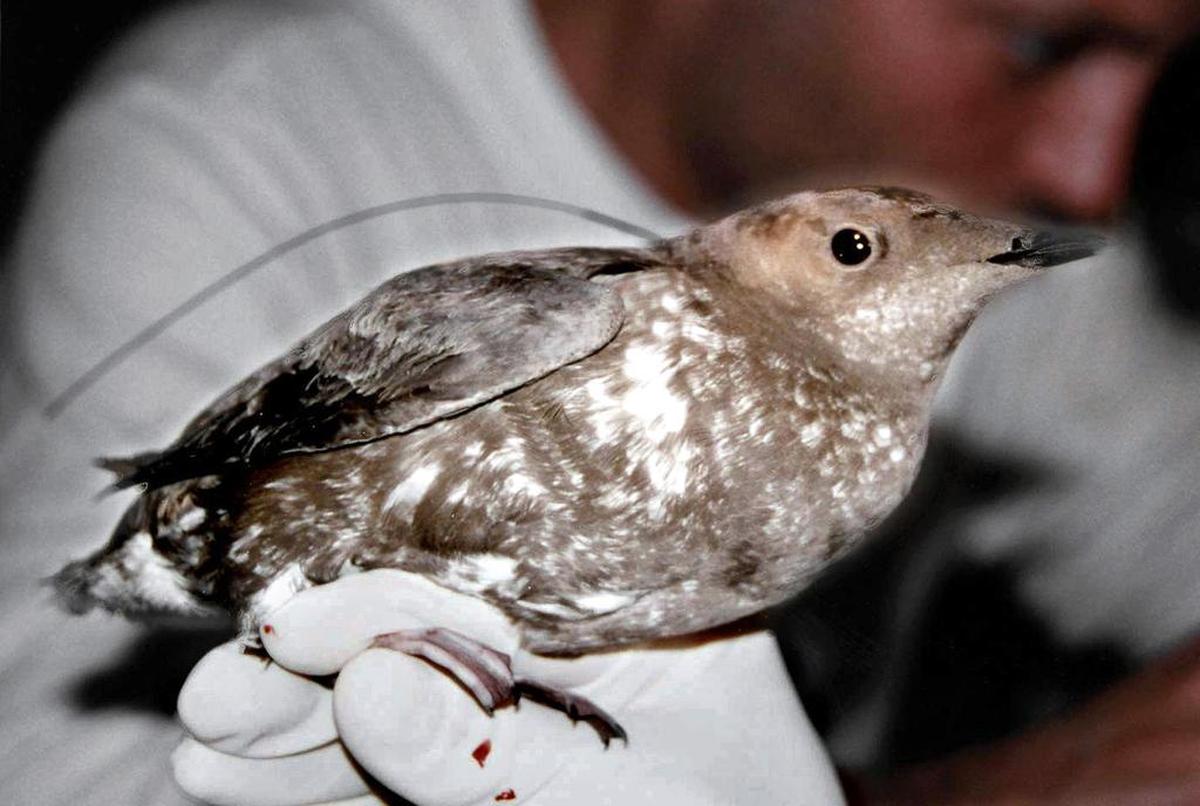 An endangered marbled murrelet is shown in an undated handout photo.