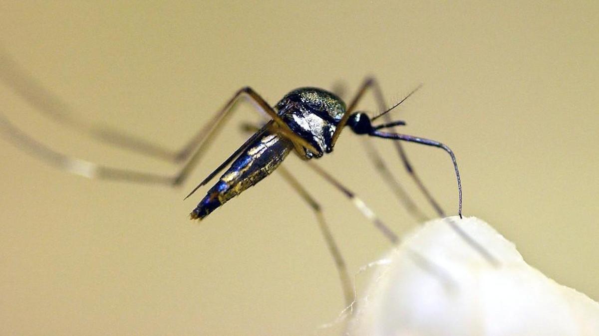 A mosquito.