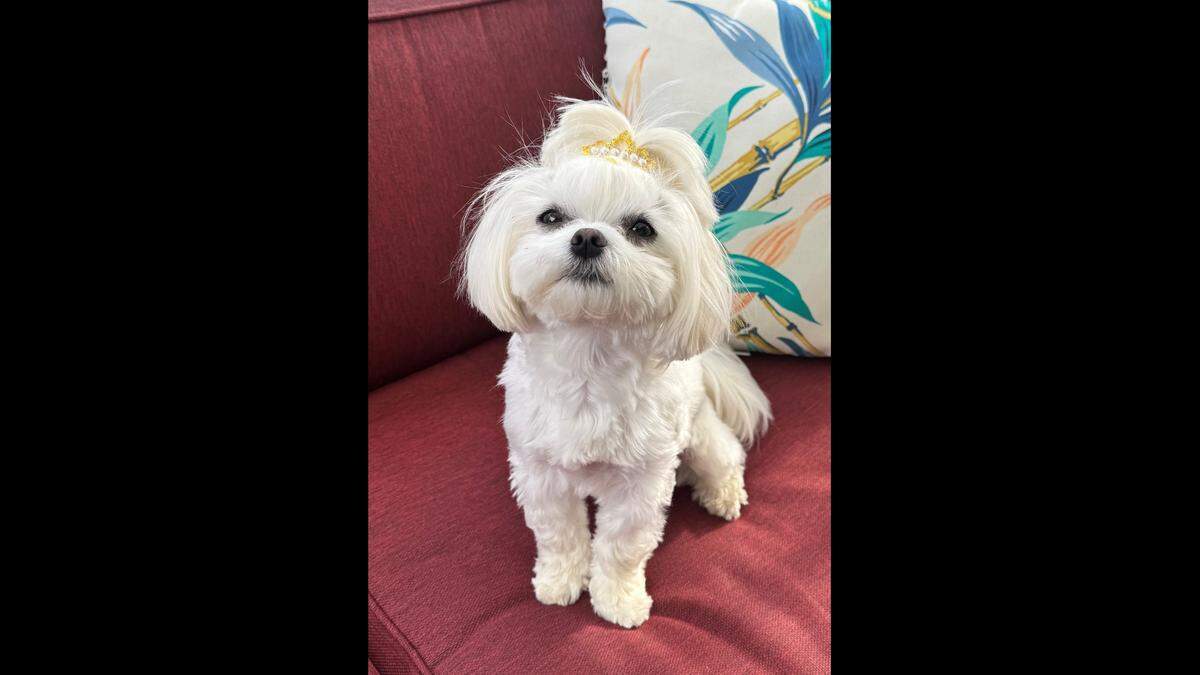 Margo loves to be with her people and frequently accompanies them on outings.
