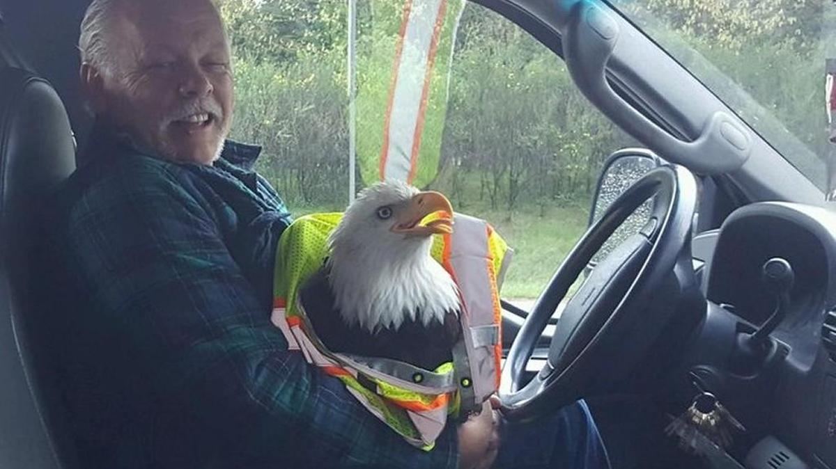 Gary Jorgensen holds a bald eagle that he hit on state Route 16 on Tuesday morning. The eagle later died.