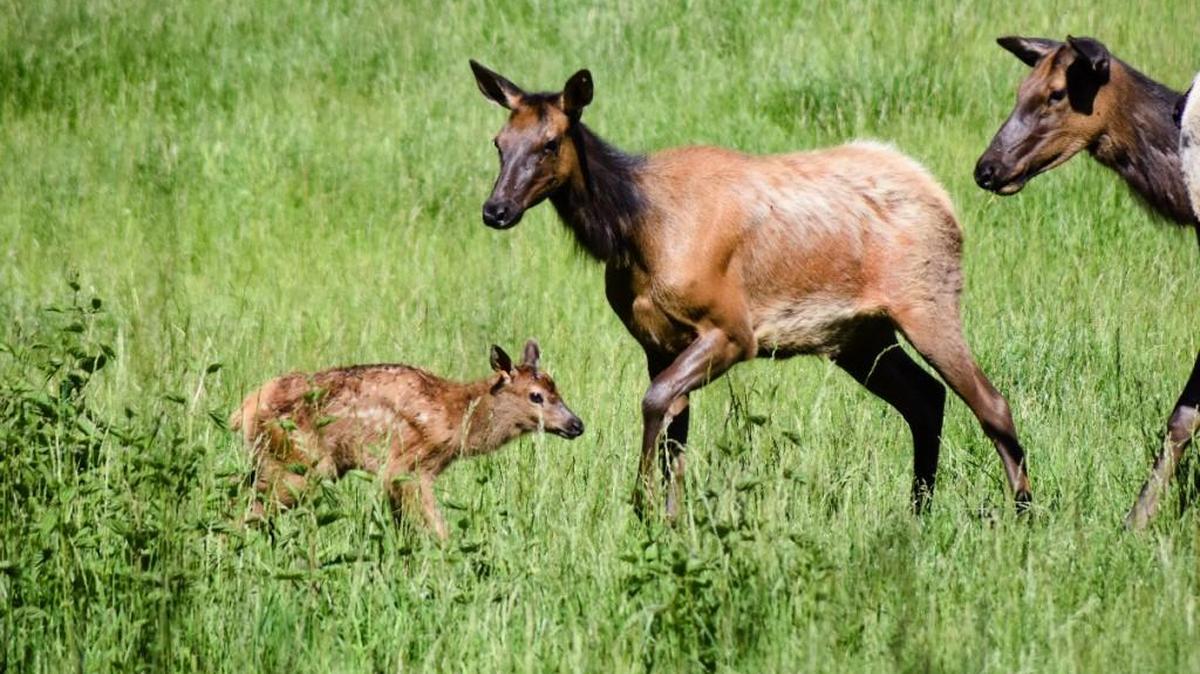 This baby elk, born Thursday, is the first to be born this season at Northwest Trek Wildlife Park near Eatonville, according to Metro Parks Tacoma.