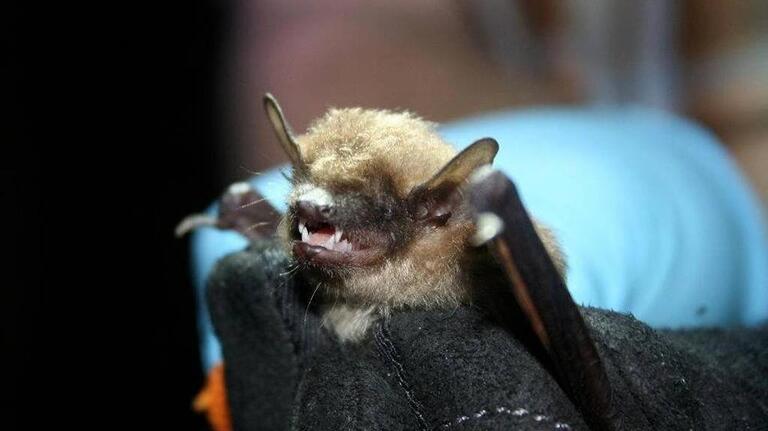 Rabid bat found in Hilton Head. What to do after potential exposure