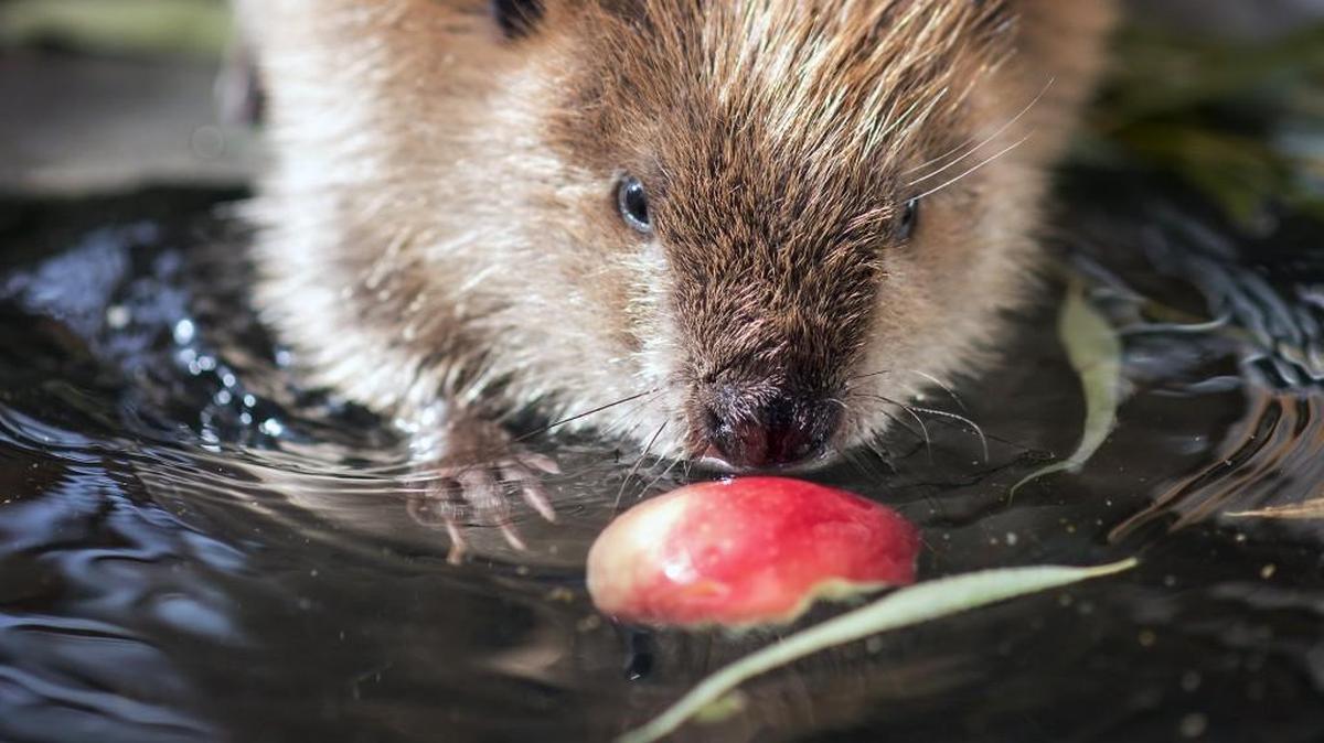 In this photo taken on Thursday, Sept. 29, 2016, Barklee sniffs at an apple floating in his pool For Heaven's Sake Animal Rescue and Rehabilitation in Rochester, Wash. Replant a Reconnected Wetland, Learn About Beavers: 10 a.m.-4:30 p.m., Sunday when WSU Extension/Native Plant Salvage Foundation will be joining forces with Thurston County Water Resources/Stream Team for a day of planting and learning on Capitol Land Trust property.