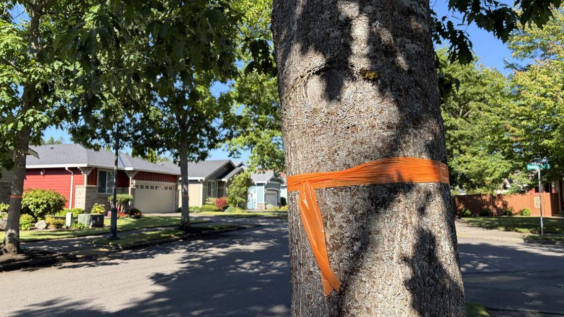 Thurston County neighborhood divided on tree removal, sidewalk repairs