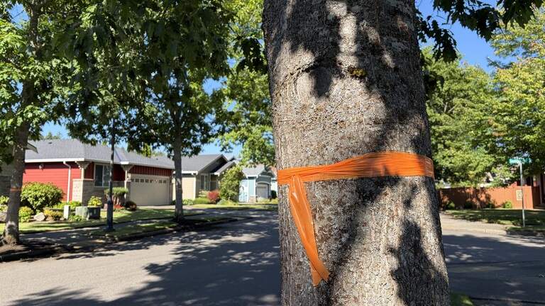 Thurston County neighborhood divided on tree removal, sidewalk repairs