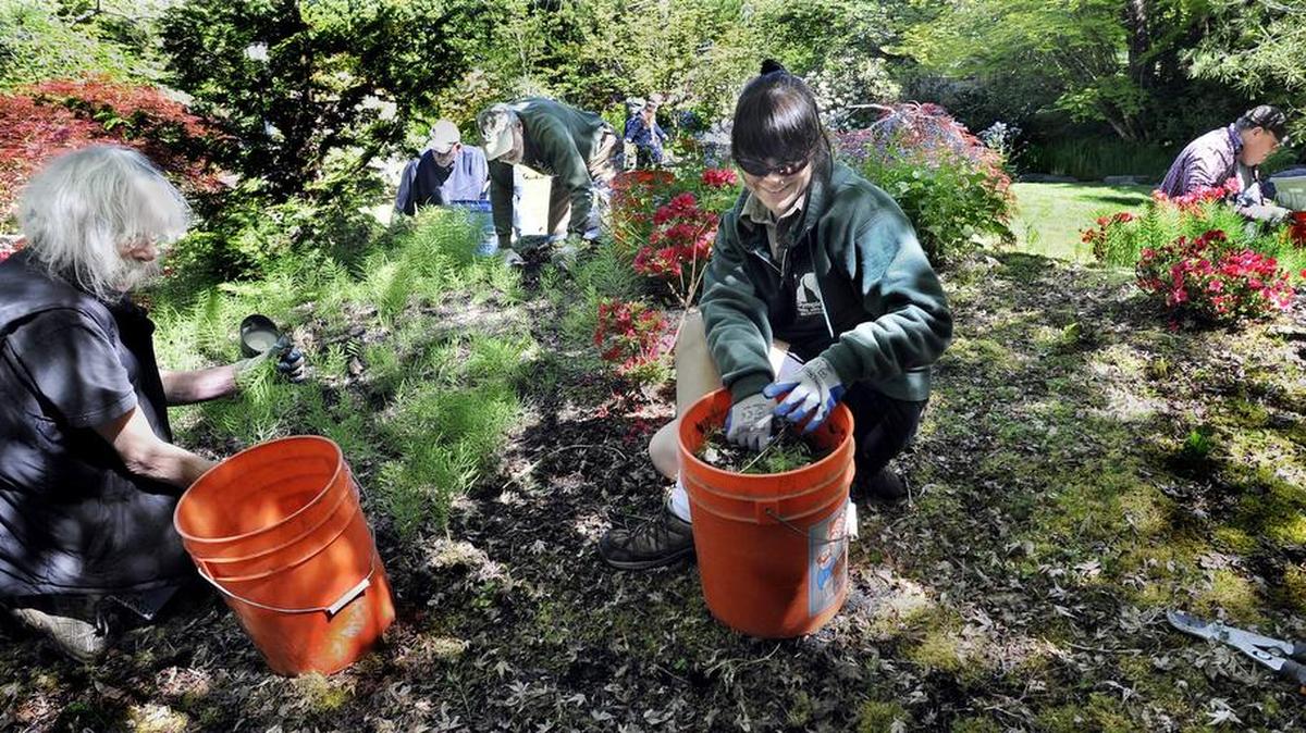 Jennifer Gessley from the City of Olympia's Park Stewardship Volunteer program is joined by volunteers Cliff Carpenter, Micah Frankus, Paul Schaufler and Dale Lormor (left-right) in 2014 as they take on the sea of weeds blossoming in the Yashiro Japanese Garden. The city of Olympia’s monthly volunteer work party will be Wednesday morning at the park.