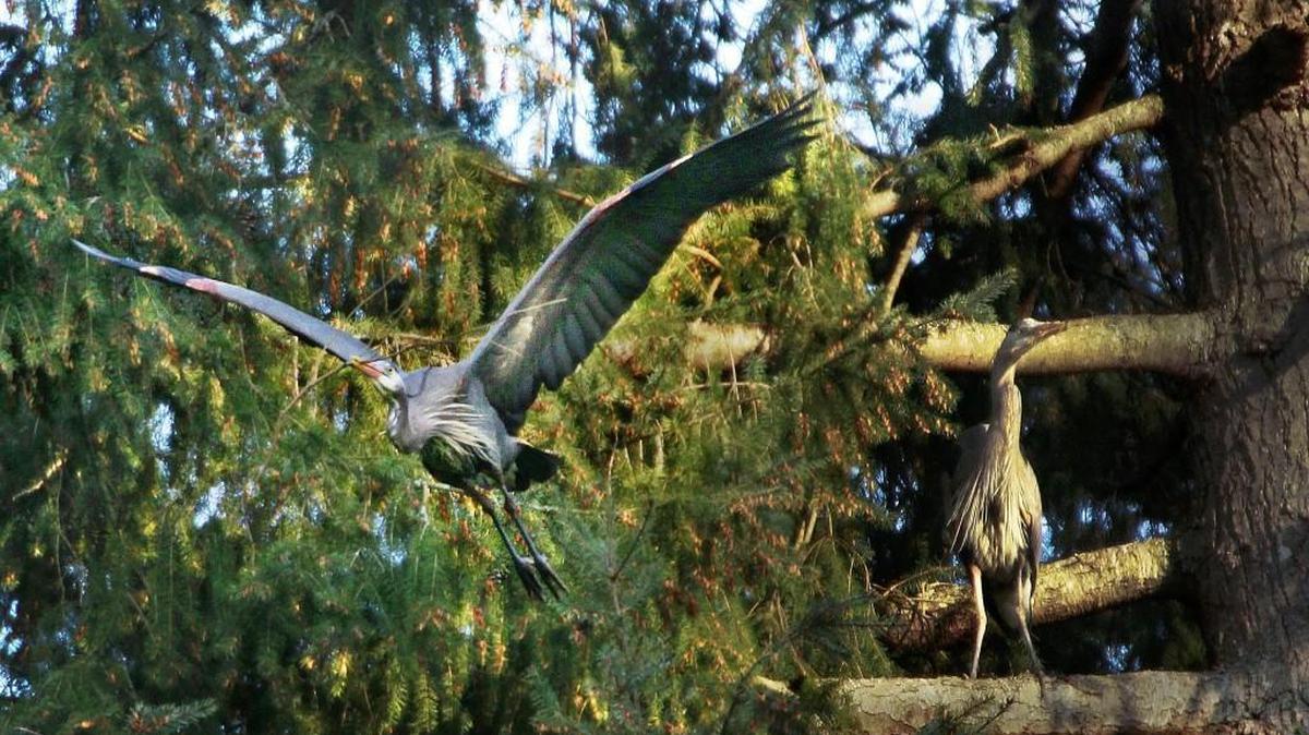 Great blue herons take off from West Olympia over Budd Inlet on Dec 29, 2015.