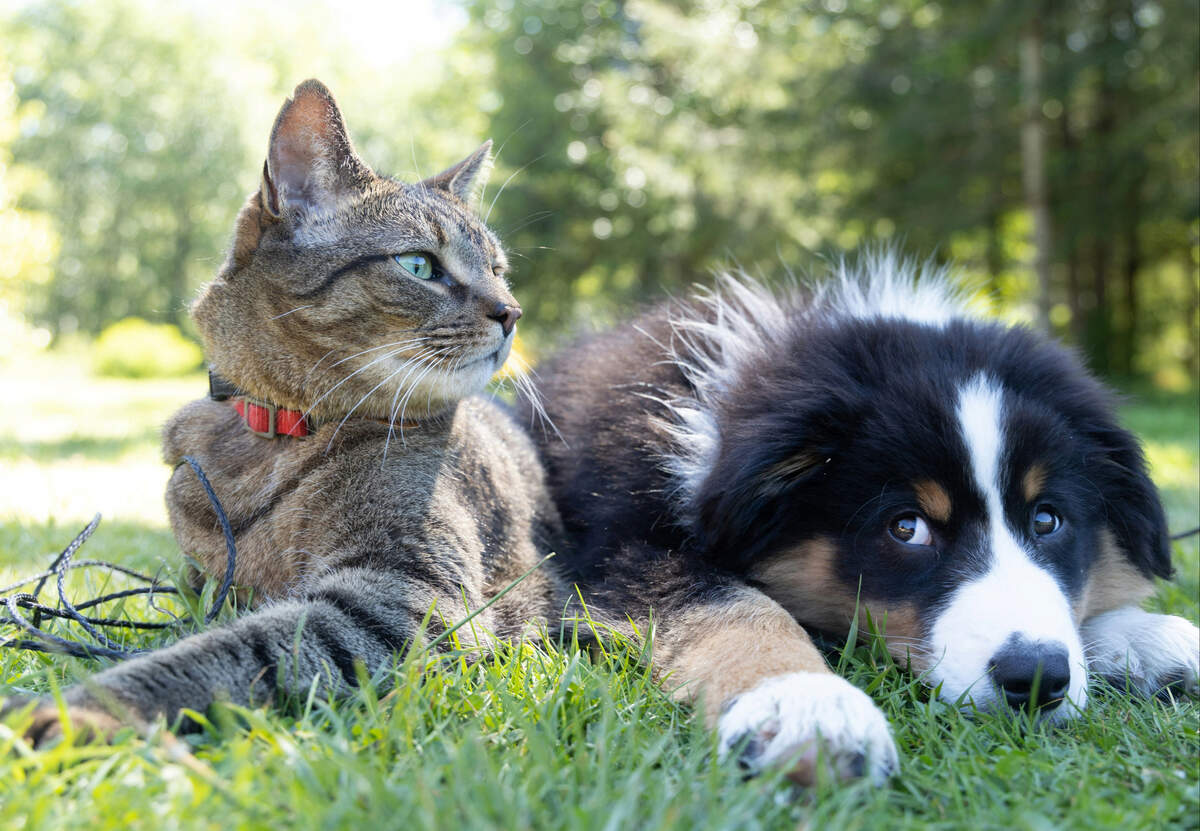 We’re looking for the cutest cats and dogs in the Modesto area for our 2025 photo contests.