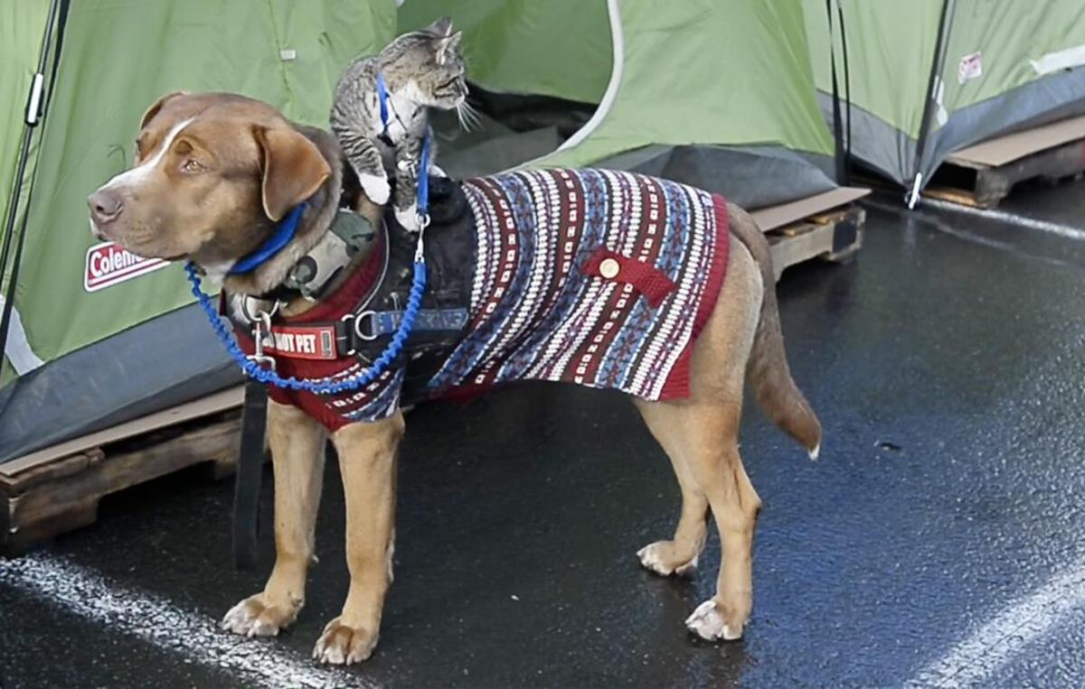 Adam Syhprett’s dog and kitten wait as he sets up his tent at the mitigation site Monday morning.