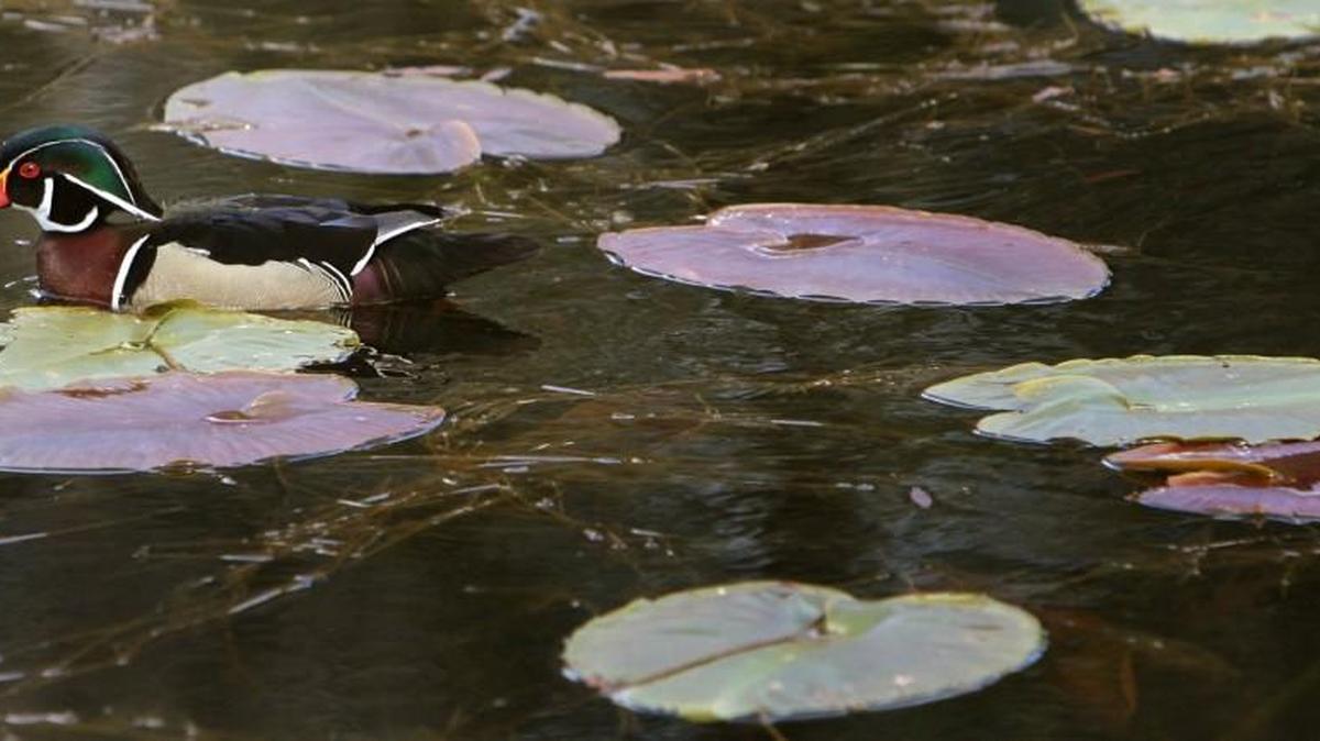 A Wood Duck glides across a pond are near the McLane Creek Nature Trail. Native Plant Salvage Foundation plant experts will lead a walk along Olympia’s McLane Creek Nature Trail off of Delphi Road. All ages. 6-7 p.m. Aug. 17. Donation of $5 -$20 suggested. Information: nativeplantsalvage.org or nativeplantsalvage@gmail.com.