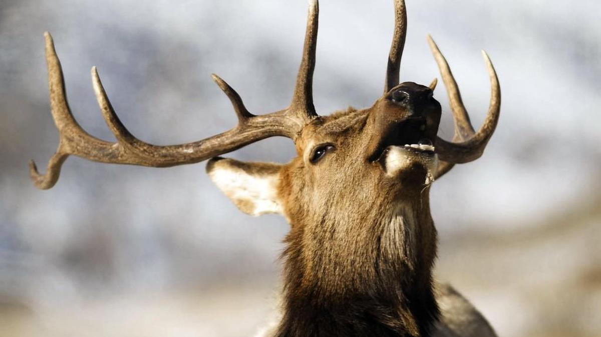 An elk bugles outside of the town of Gardiner, Mont., near Yellowstone National Park in 2011. An event at Little Creek Casino will look at preserving elk habitat in Washington.