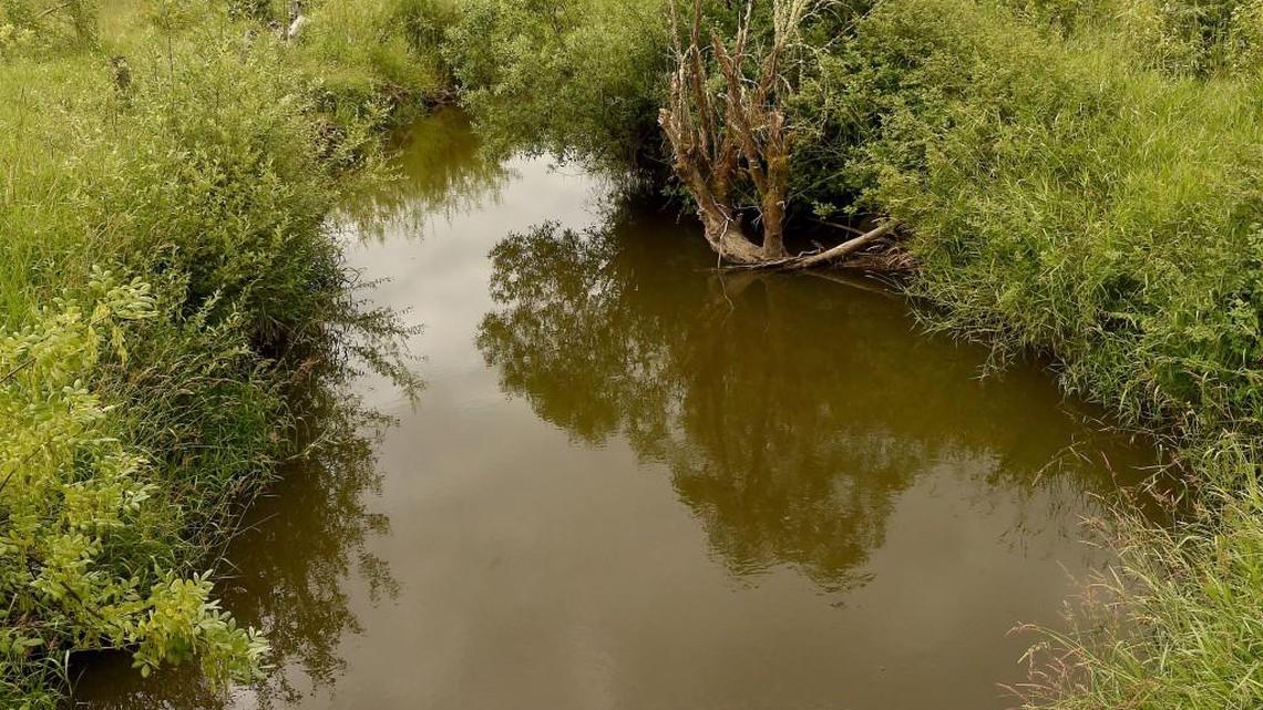 Vegetation is returning to the Ohop Creek area through ongoing replanting programs in the Ohop Valley. Join a bird walk with Tahoma Audubon, June 25. Ohop Creek Restoration Area hosted by the Nisqually Land Trust, 8-10 a.m. The easy hike is 1.5-2 miles on mostly flat but uneven ground. RSVP Mollie Parsons, 360-489-3400 or staff@nisquallylandtrust.org/