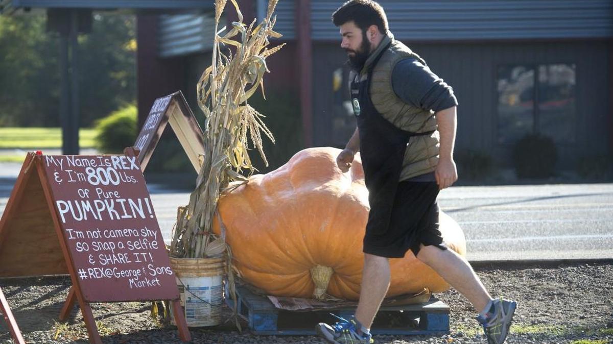 
Danny Mollas, owner of George & Sons Market on Lilly Road in Olympia, jogs past Rex, the 800-pound pumpkin, on display as a Relay for Life fundraiser on Saturday, Oct. 3, 2015.
