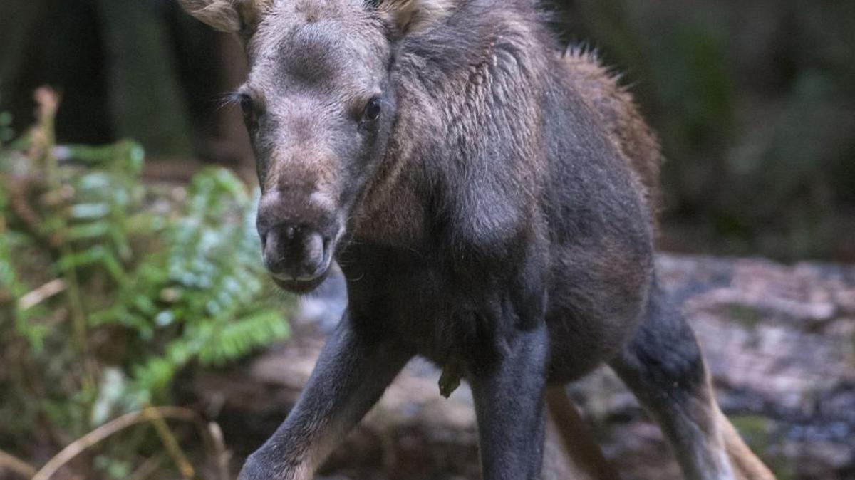 
Spindly-legged Willow, a 7-week-old moose calf, was the star Sunday at Northwest Trek Wildlife Park in Eatonville on Sunday during the Get Out of the Rut event.
