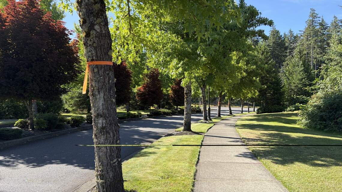Lacey City Council approves plan to cut down trees. The work begins next month
