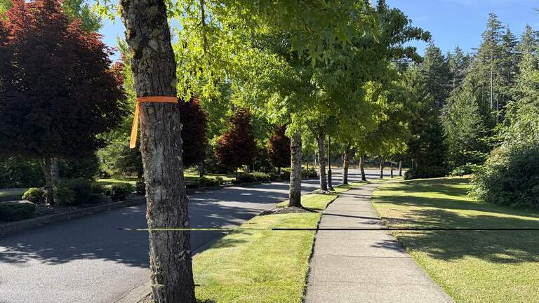 Lacey City Council approves plan to cut down trees. The work begins next month