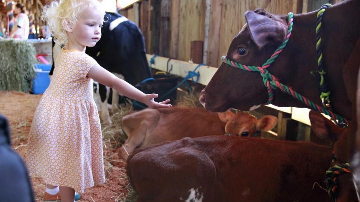 Lyla Palensky, 2, of Vancouver, Wash., says hello to Dazzle, a four-month-old milking shorthorn calf during the opening day of the Thurston County Fair in Lacey on Wednesday, July 30, 2014. Dazzle is shown by Keaton Meek of the Crazy CRS 4-H club.
