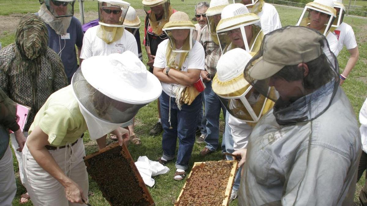 Learn the dos and don’ts of beekeeping at the Olympia Timberland Library on Wednesday. A bee advocate will talk about natural ways to maintain bees.