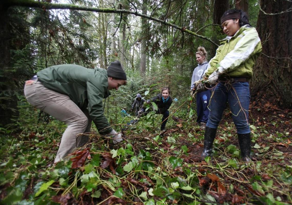Olympia High School students remove a stubborn patch of ivy as part of an ongoing restoration project by the City of Olympia in Priest Point Park. Another work party is planned for Saturday.