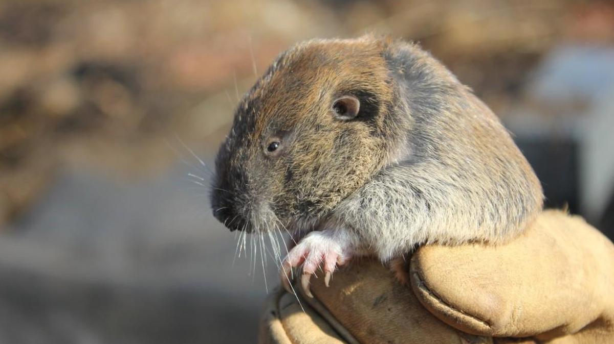Mazama Pocket Gopher