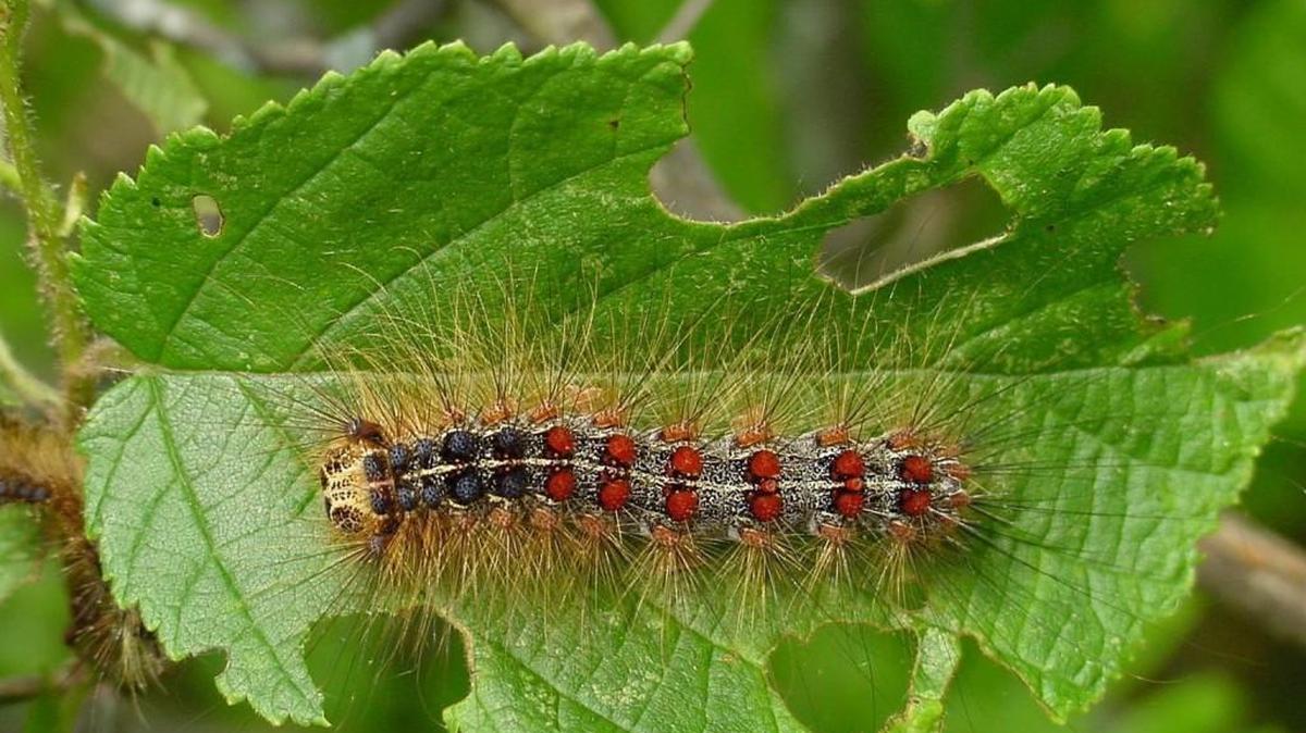 The invasive gypsy moth is a voracious eater during its caterpillar phase.