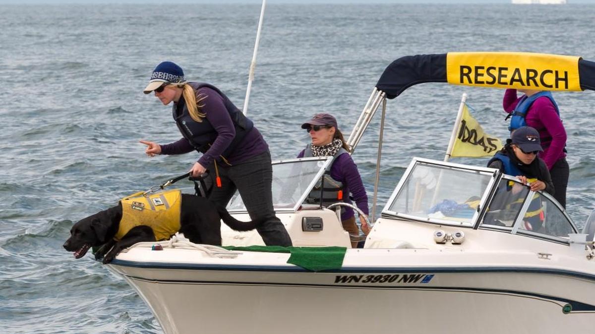 A research dog smells the sea air for orca excrement as its handler directs the boat. The researchers are from the Center for Conservation Biology at the University of Washington.