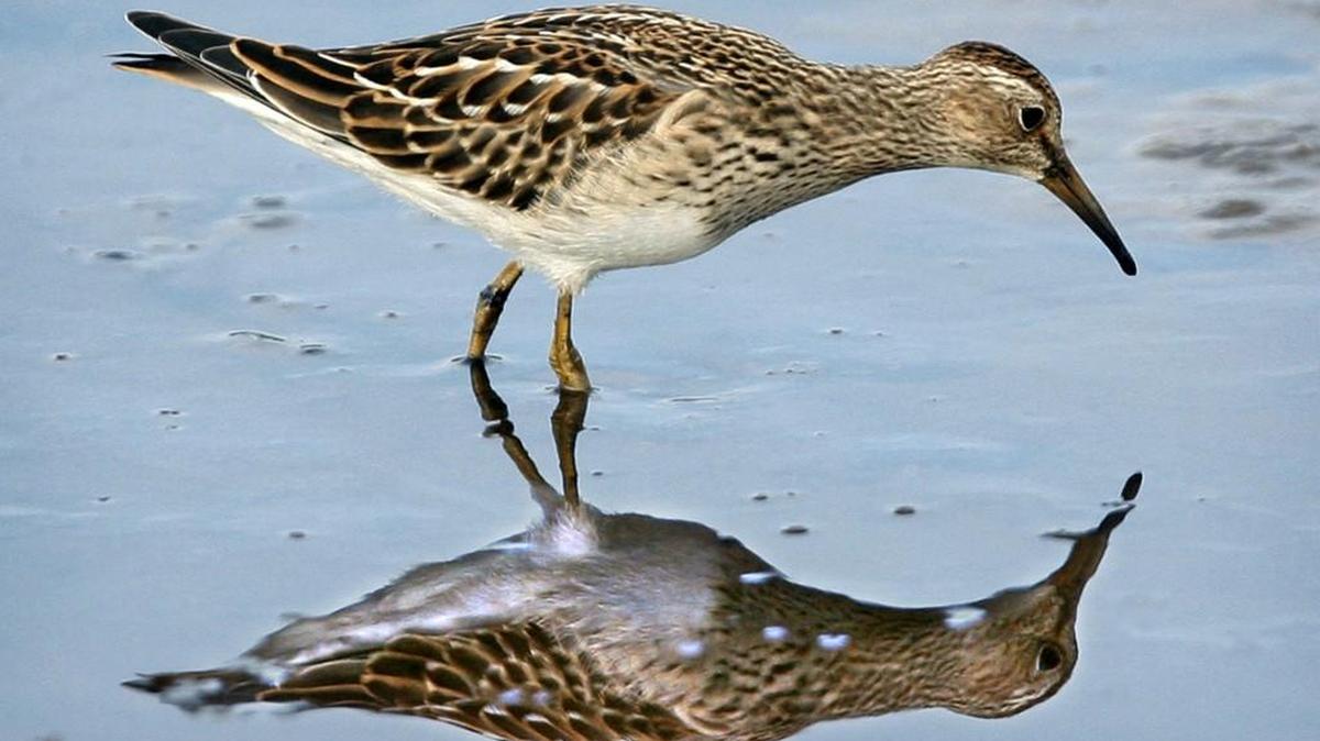 A shorebird searches the shallow waters of the tide flats for food on the Nisqually National Wildlife Refuge. Enjoy nature lectures every Wednesday this summer at the refuge.
