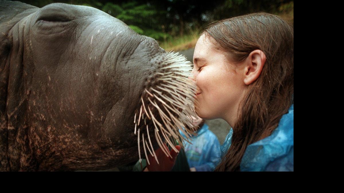 
E.T. was always popular with visitors to the Point Defiance Zoo & Aquarium. In this 1995 photo, he bestows a whiskery kiss on  Suzanne Boutet, 13, of Silverdale, who was participating in a weekend camp for kids.
