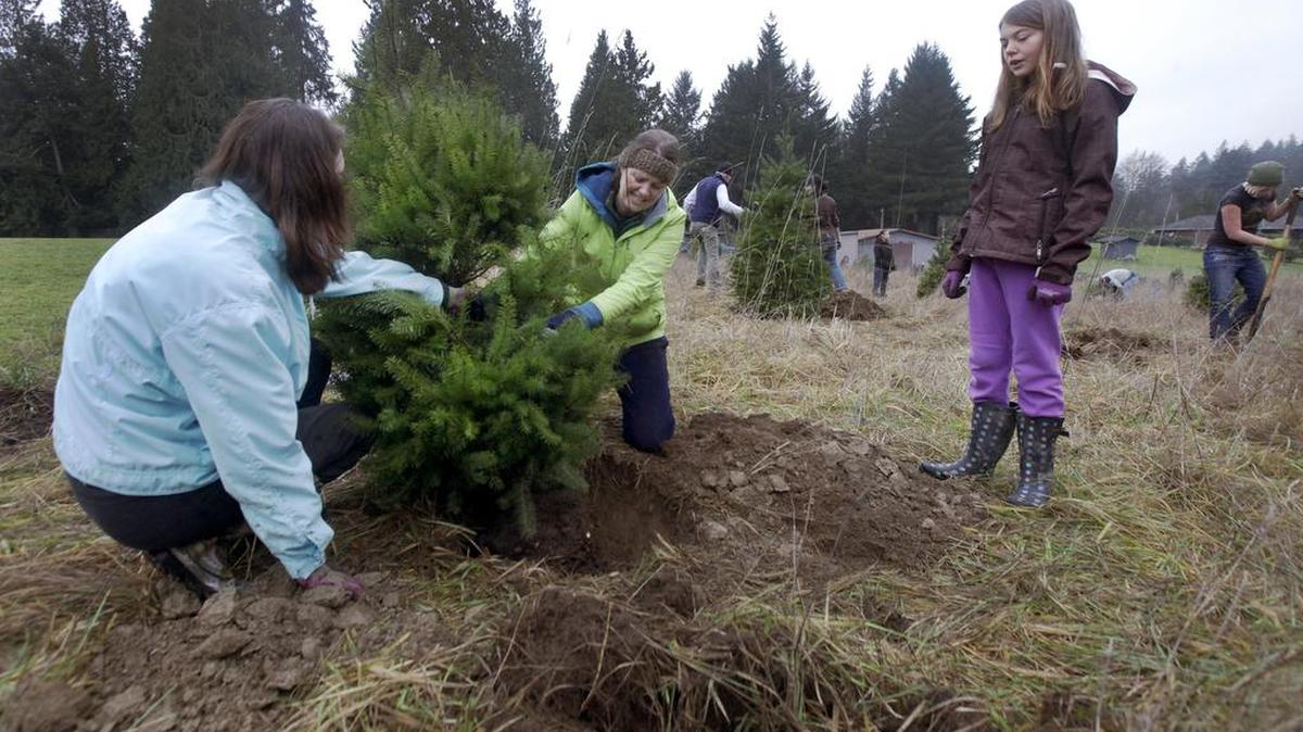 Anne Larsen, along with her daughters Abby (left) and Gabby, plant one of approximately 50 trees at the Stream Team organization’s Holiday Tree Program planting at Woodland Creek Community Park in Lacey in January. The Christmas trees are donated earlier by program participants, with many opting to help plant them on the project date.