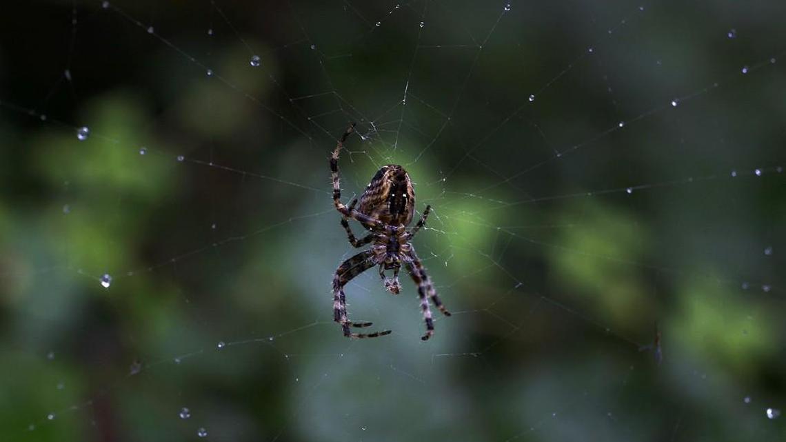 A backyard spider pictured in 2014.