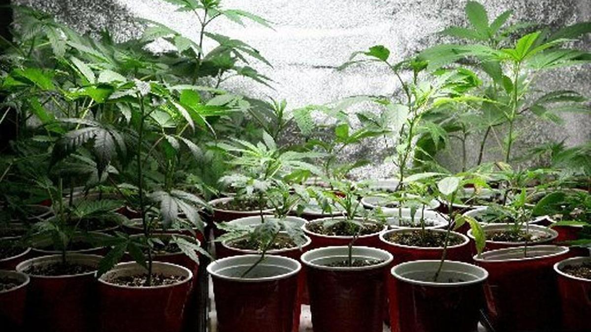 Olympian file photo of cannabis plants at a South Sound medical marijuana dispensary. Thurston County officials predict recent changes in the state law could prompt people in the medical marijuana industry to speak at Tuesday’s public hearing on interim zoning regulations for pot operations.