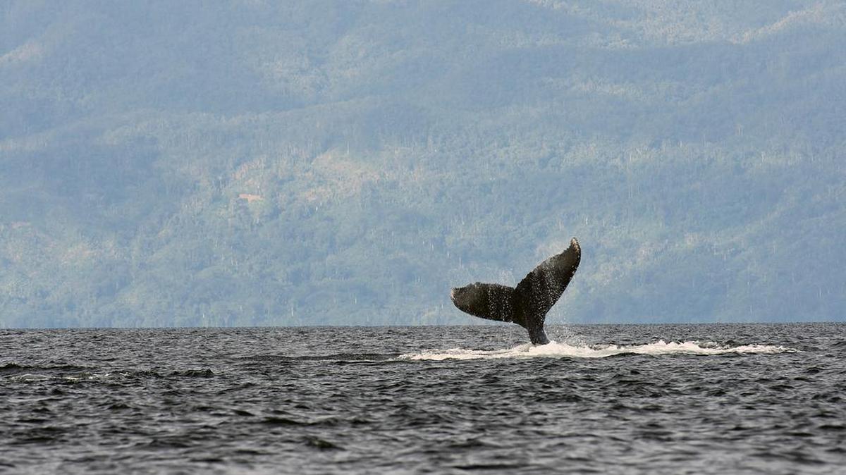Author Leigh Calvez will speak about her book, “Breath of a Whale,” from 7:30-8:45 p.m. Thursday at the Olympia Timberland Library.