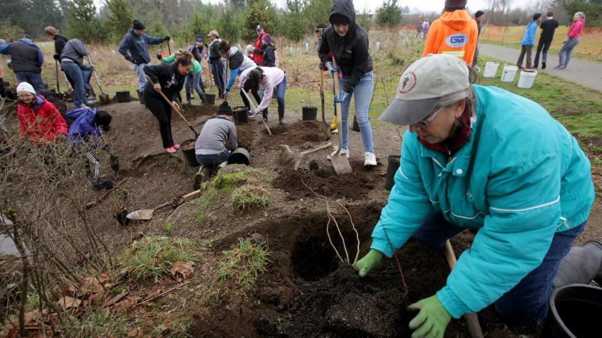 Staff file: Volunteering her first time at the Stream Team tree planting project at Woodland Creek Community Park Monday Nora Mena joined over 50 other community members of all ages at the Lacey Park on Martin Luther King Jr. Day in 2014.