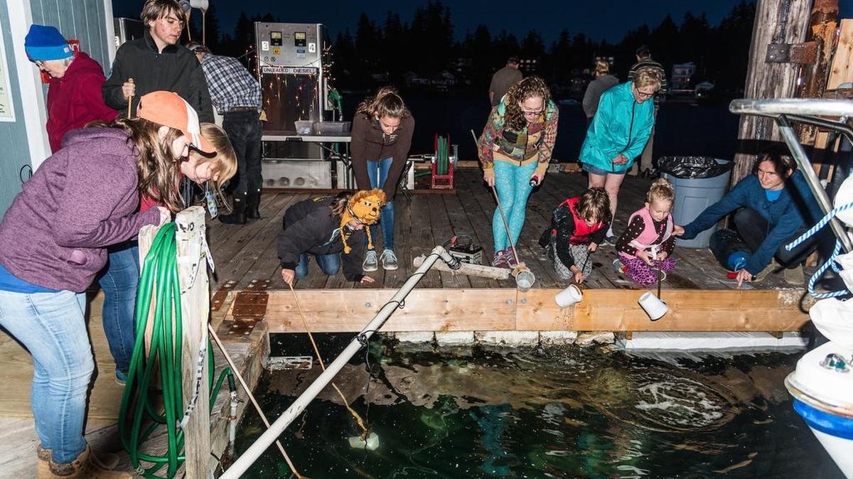 Discover the marine critters that live below the pier at Boston Harbor Marina when the Puget Sound Estuarium hosts Pier Peer from 6:30-8:30 p.m. Tuesday.