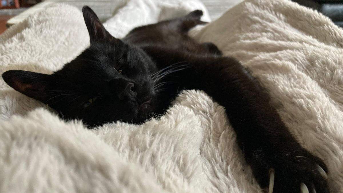 Spider, The Olympian’s cutest cat of 2025, enjoys a good nap.
