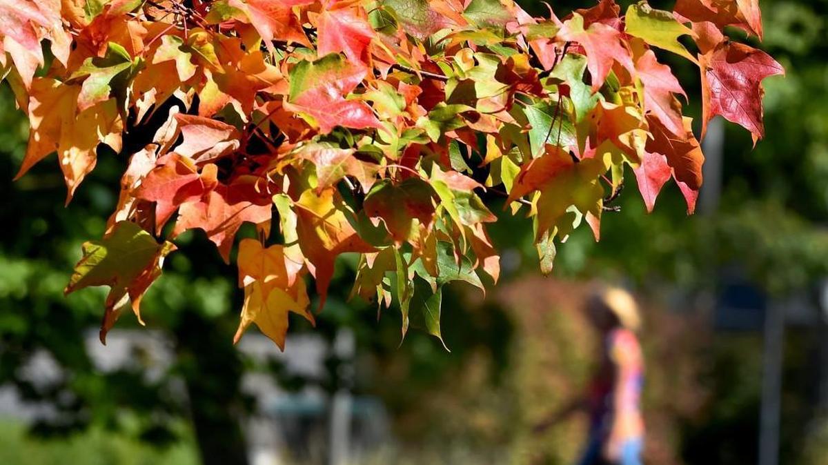 
Sunshine glistens Tuesday off of leaves that have begun to change color near the Washington State Employment Security Department on Maple Park Avenue in Olympia. Fall officially arrives early Wednesday morning.

