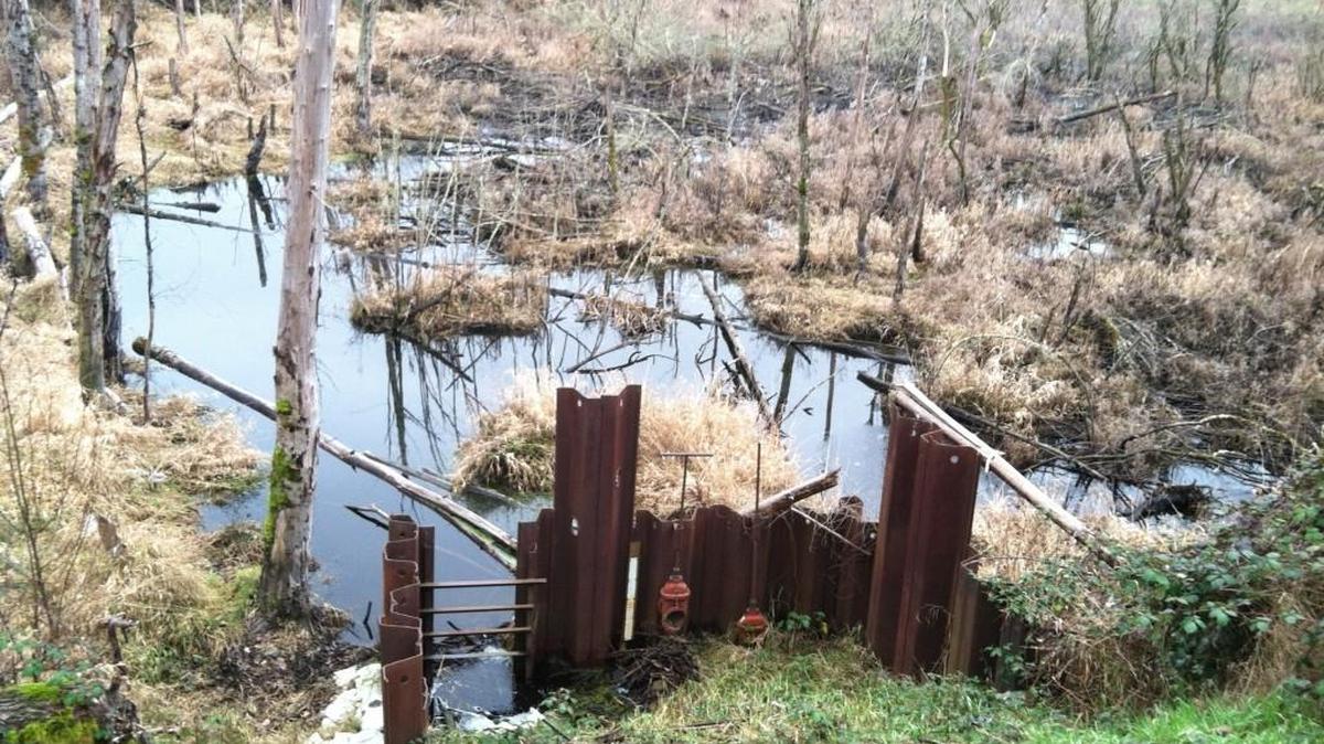 You can join a work party that will be removing invasive plants at Taylor Wetland on Saturday morning.