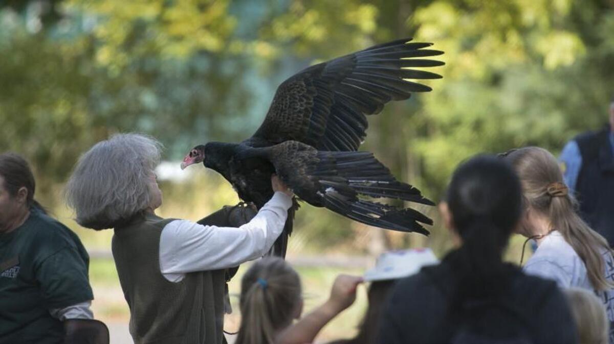 A turkey vulture makes an appearance during the 26th annual Nisqually Watershed Festival at the Nisqually Wildlife Refuge on Saturday, Sept. 26, 2015.