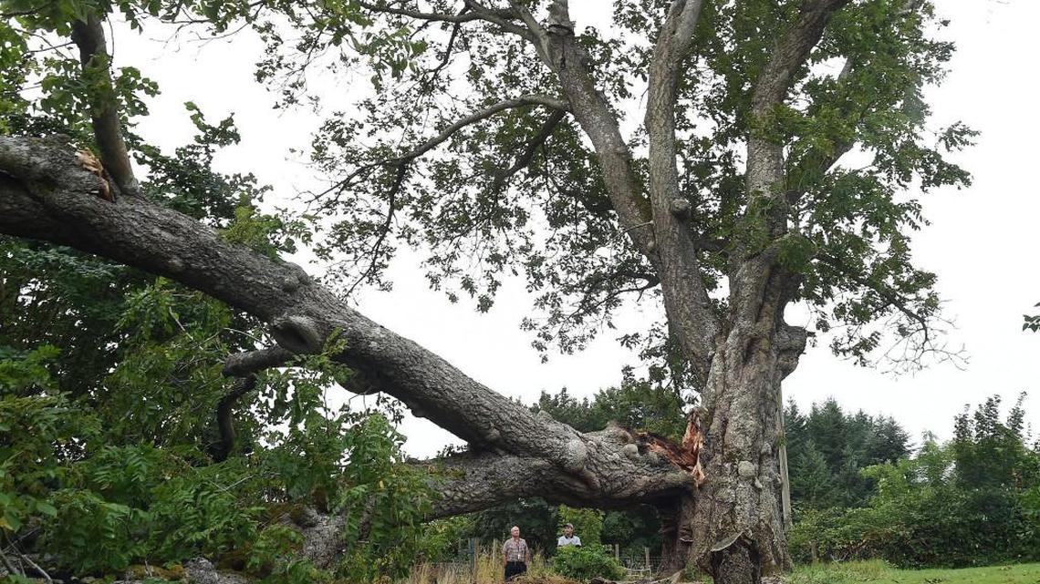 
Standing next to the 170-year-old historic butternut tree on the site of pioneer George Washington Bush's Tumwater farm Tuesday, arborist Ray Gleason (right) talks with farm co-owner Mark Clark about the trunk cracking that has appeared since Sunday, when the weekend storm brought a large section of the tree down. 

