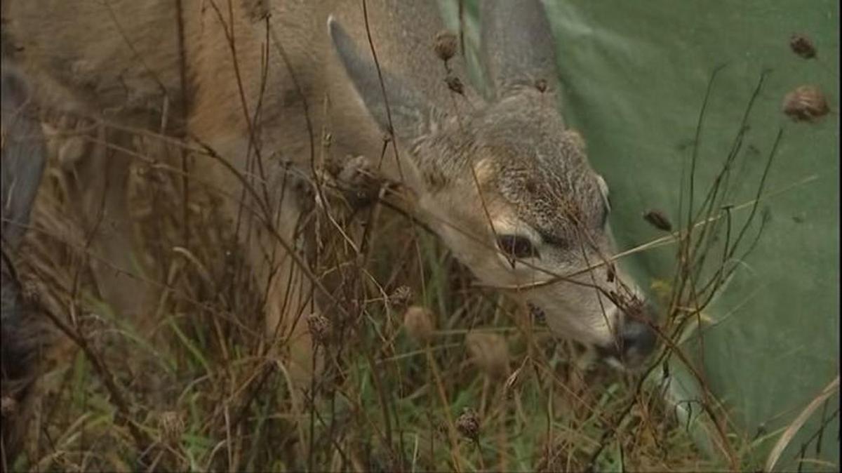 State fish and wildlife officers started rounding up juvenile deer and elk at For Heaven’s Sake Wildlife Rescue on Thursday.